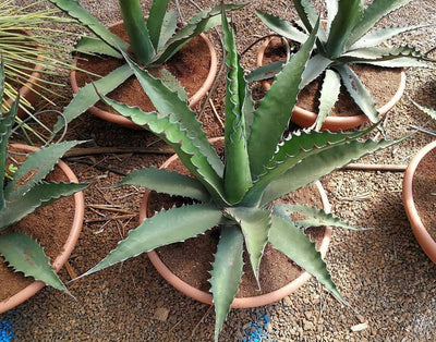 AGAVE gentryi 'Jaws'