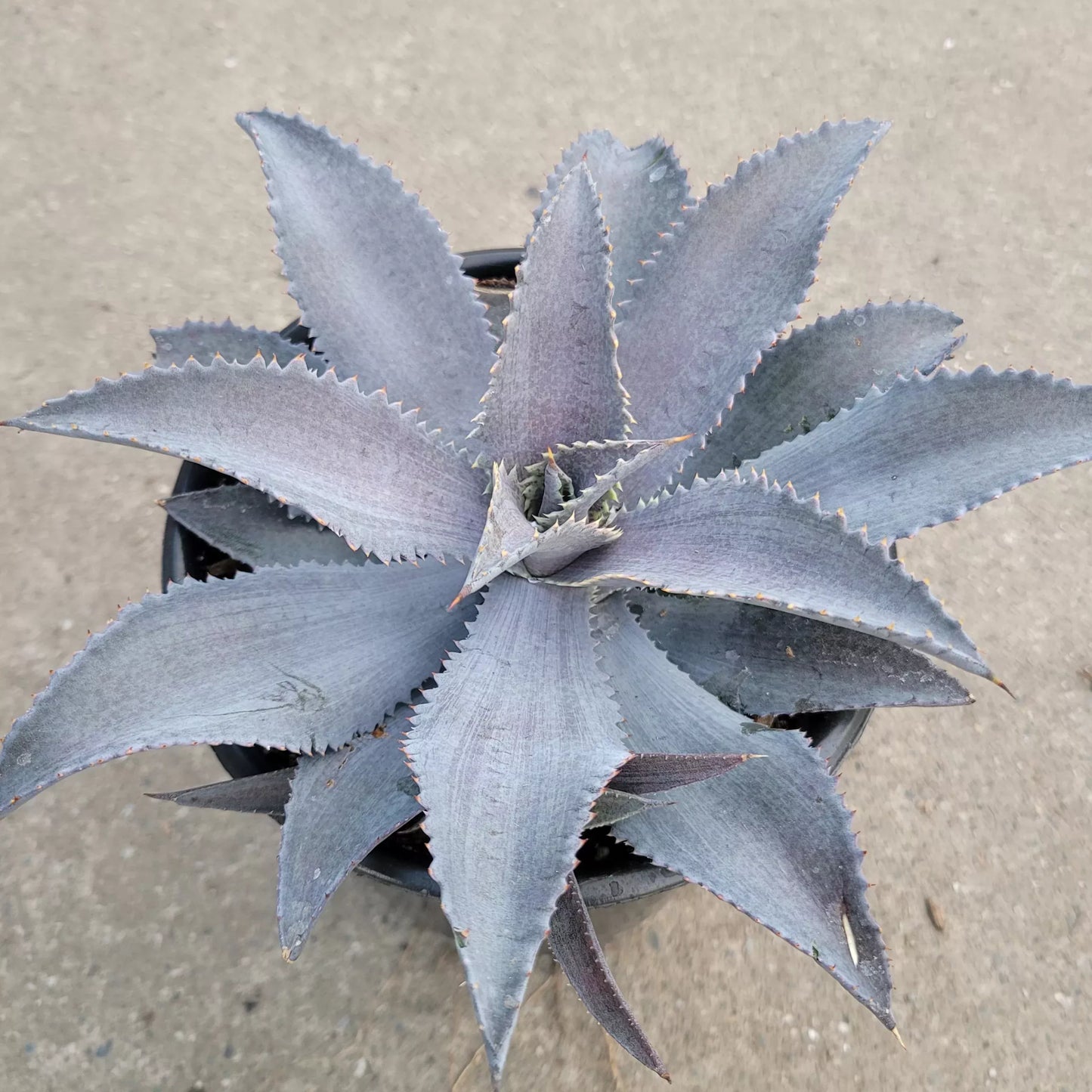 MANGAVE 'Silver Fox'