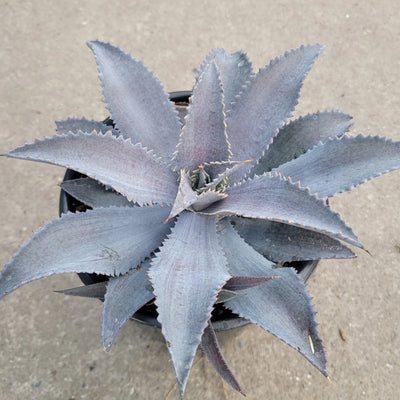 MANGAVE 'Silver Fox'