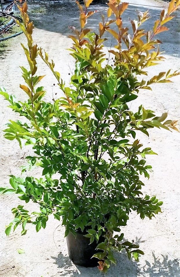 LAGERSTROEMIA indica 'Rosea Nova'