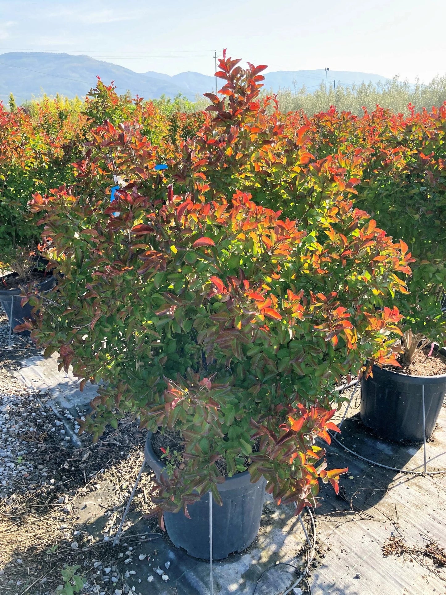 LAGERSTROEMIA x 'Lipan'