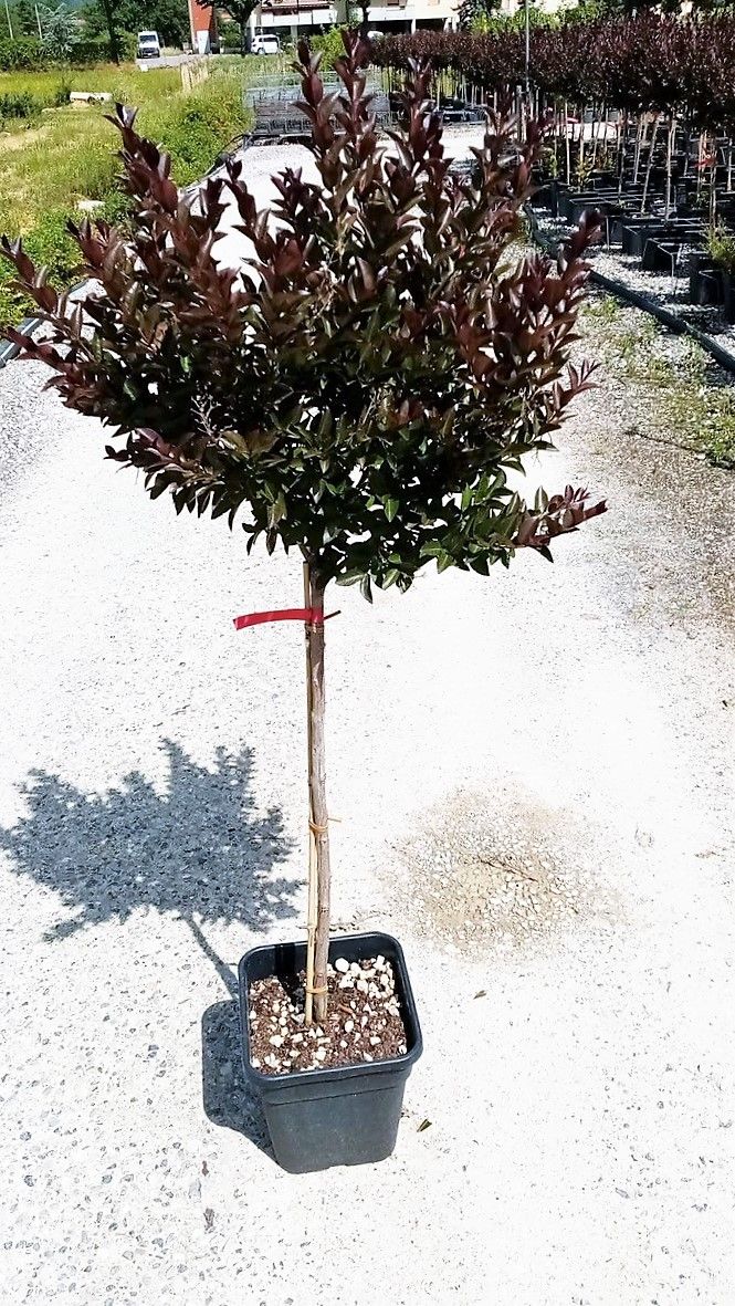 LAGERSTROEMIA indica 'Maroon Star'