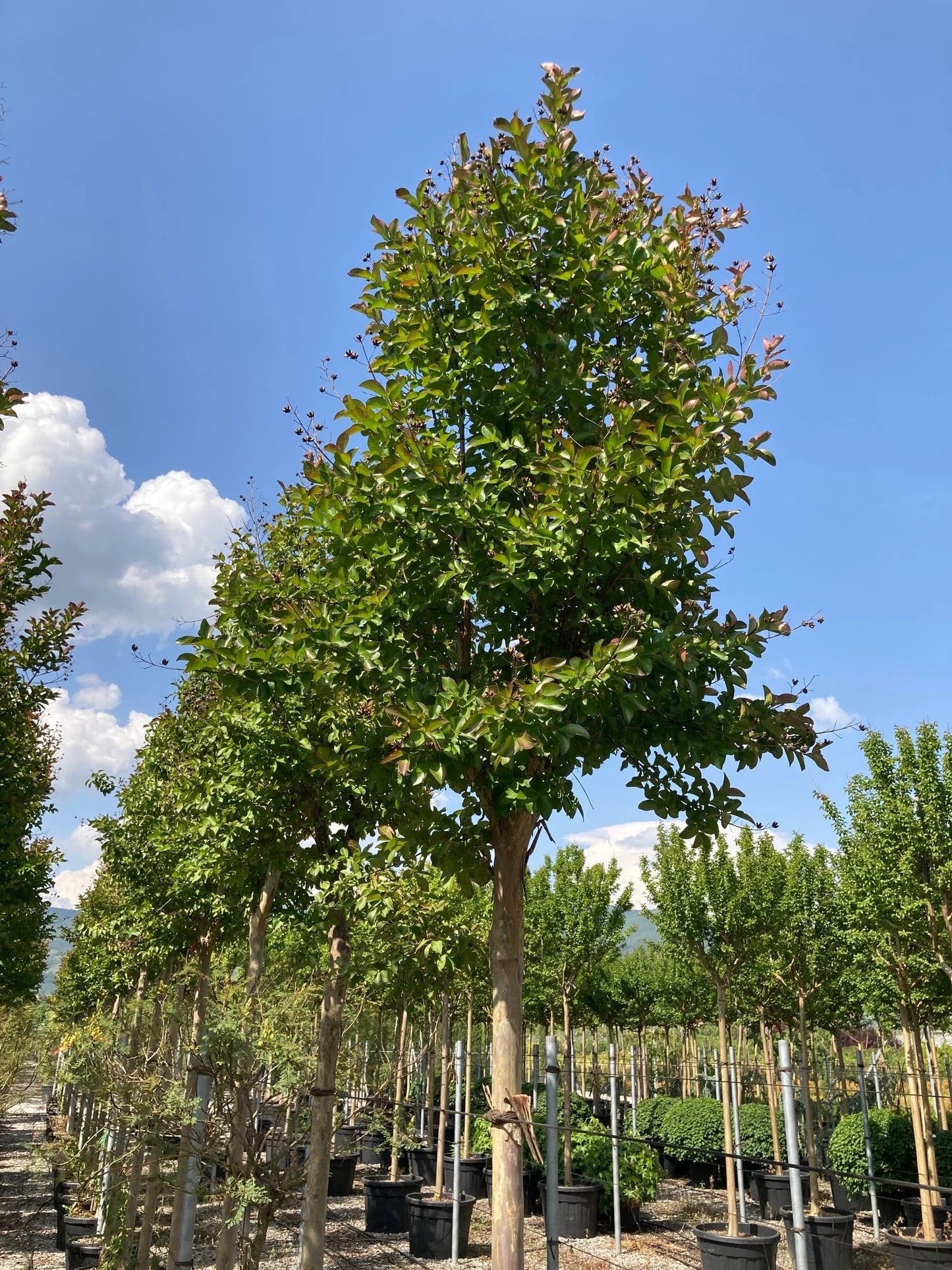 LAGERSTROEMIA x 'Lipan'