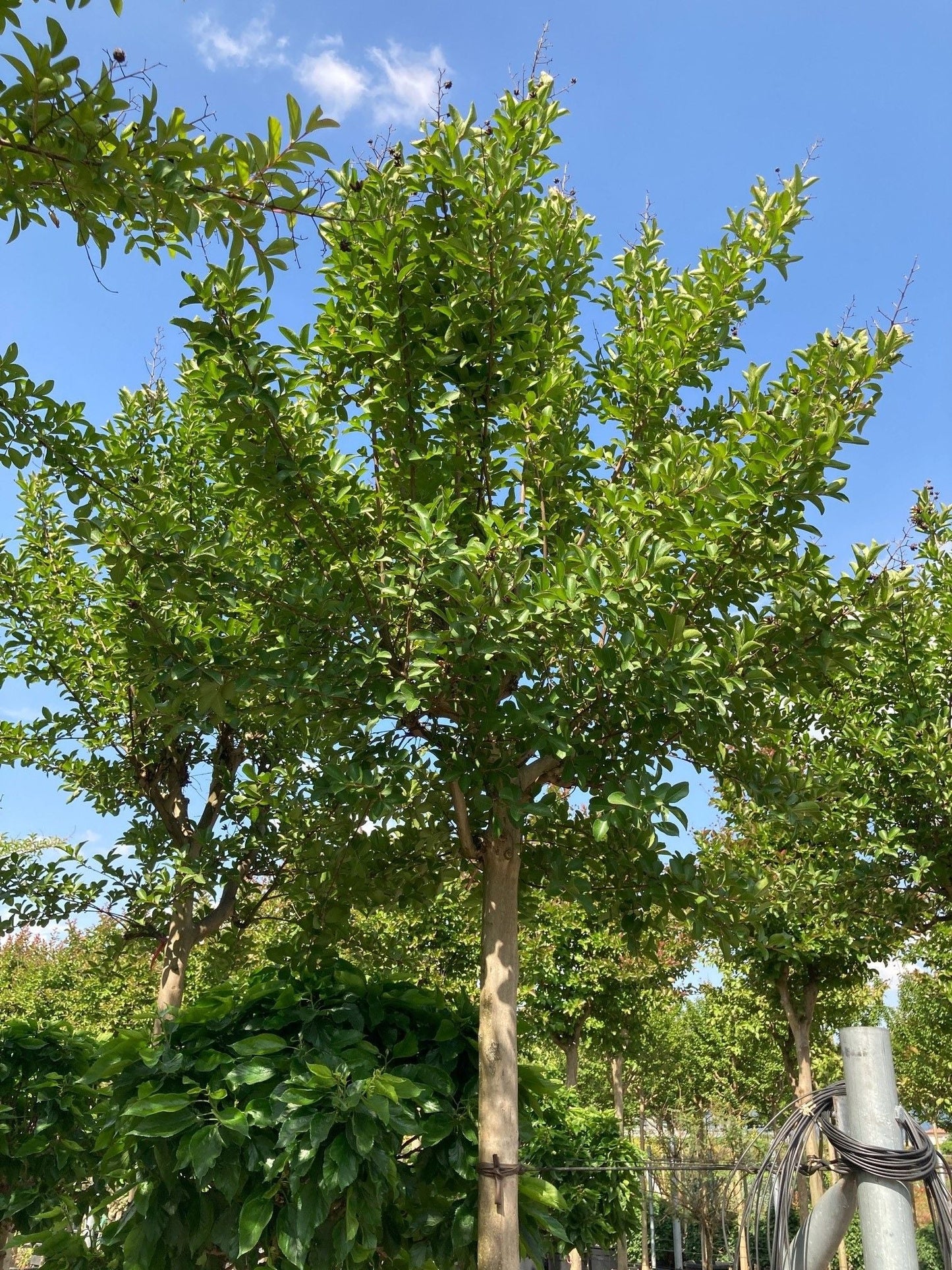 LAGERSTROEMIA indica 'Red Rocket'