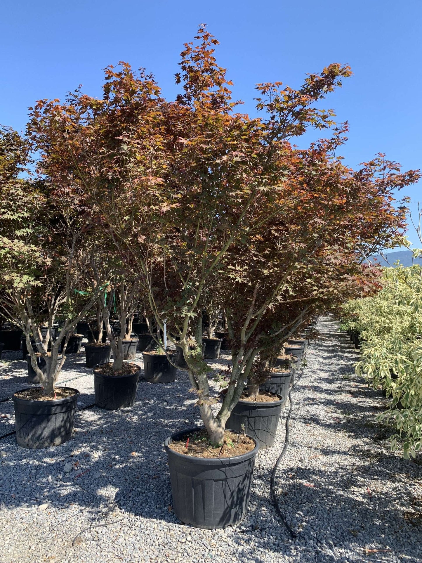 ACER palmatum 'Butterfly'