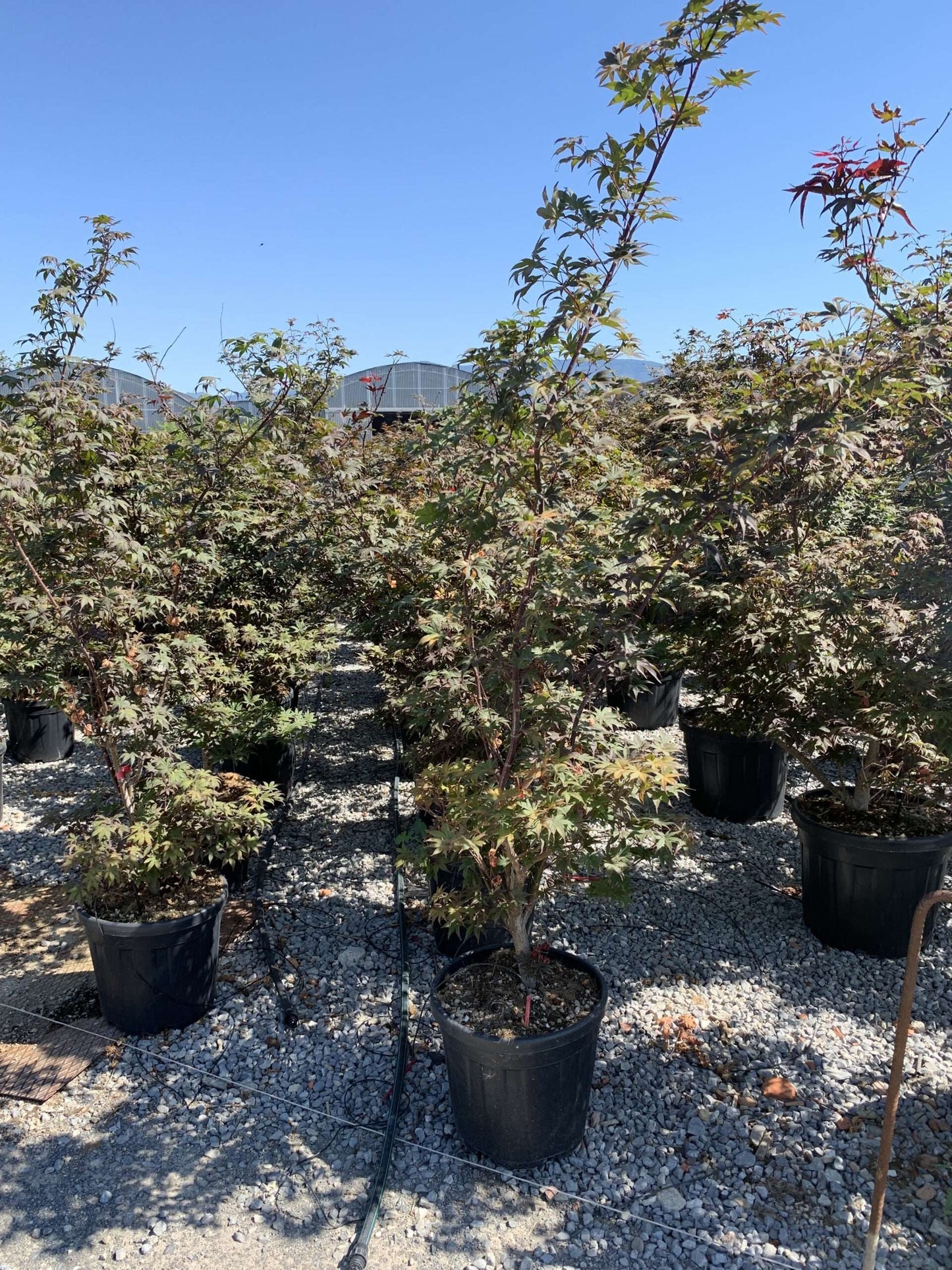 ACER palmatum 'Butterfly'