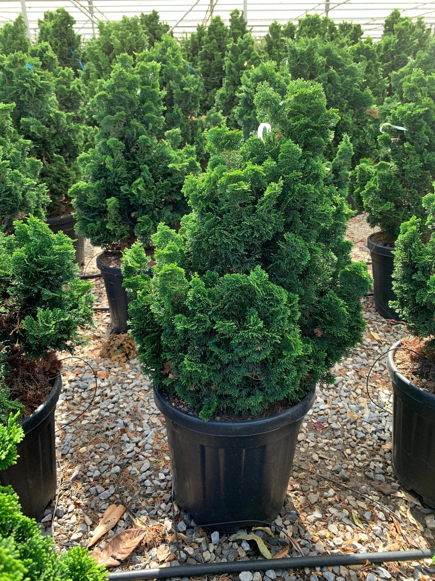 CHAMAECYPARIS pisifera 'Boulevard'