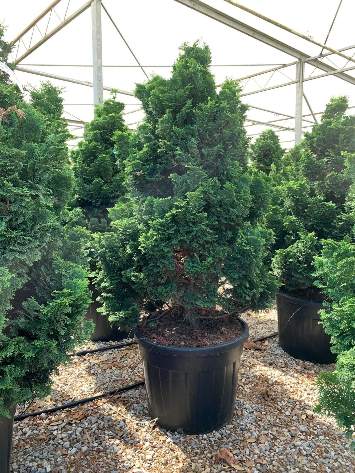 CHAMAECYPARIS pisifera 'Boulevard'
