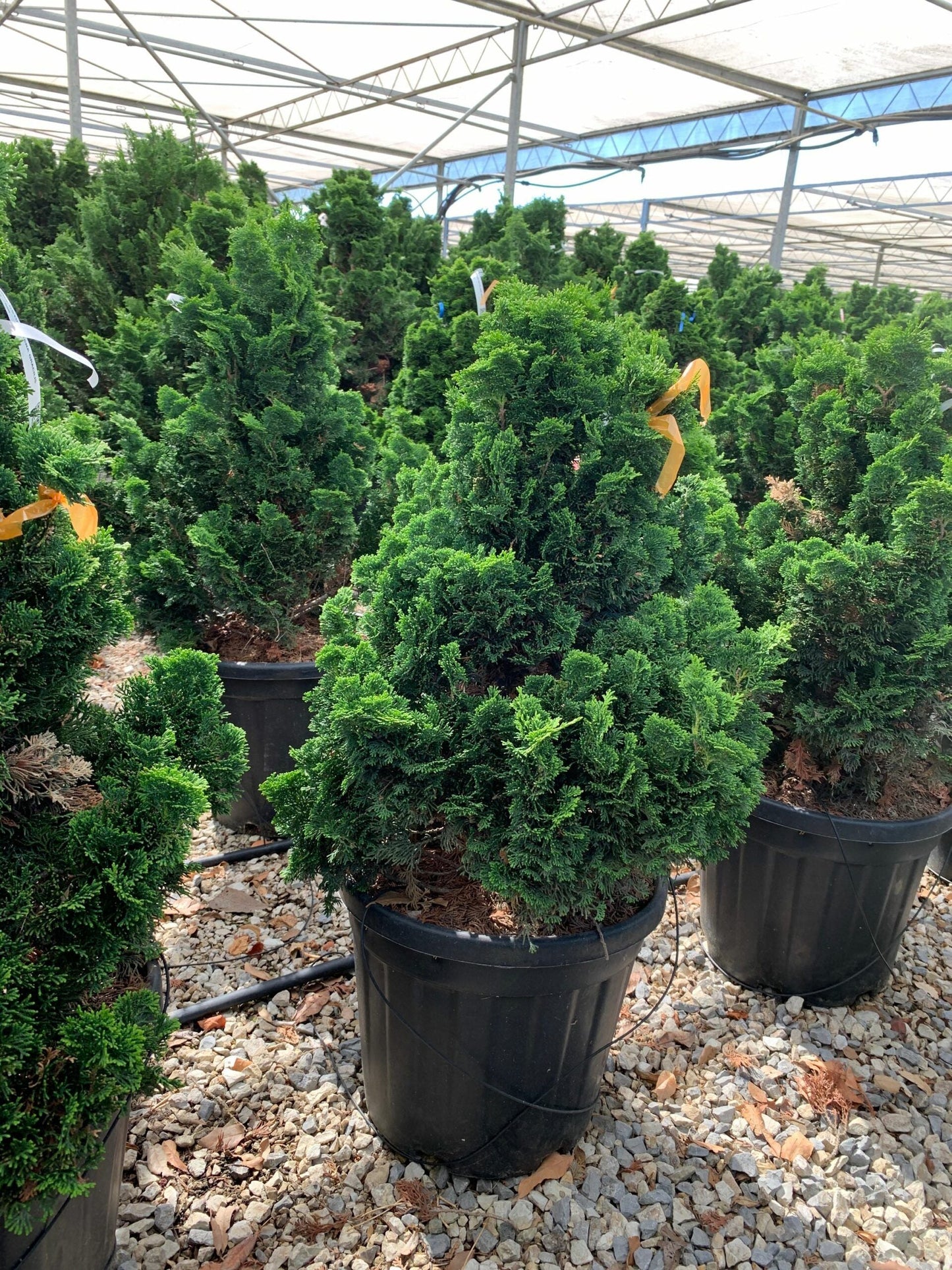 CHAMAECYPARIS pisifera 'Boulevard'