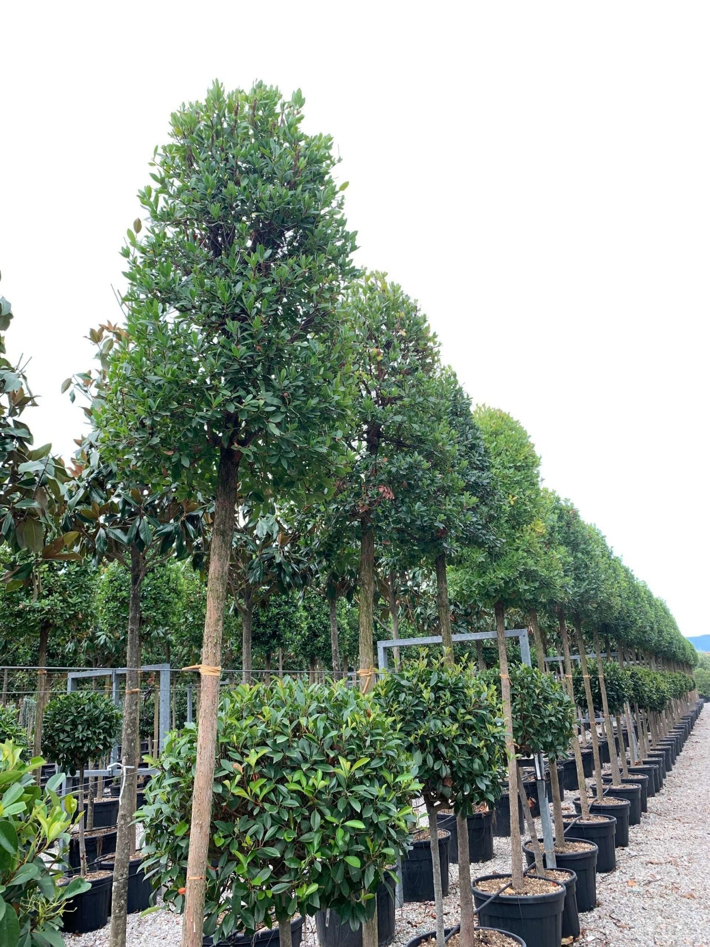 ARBUTUS unedo 'Compacta'