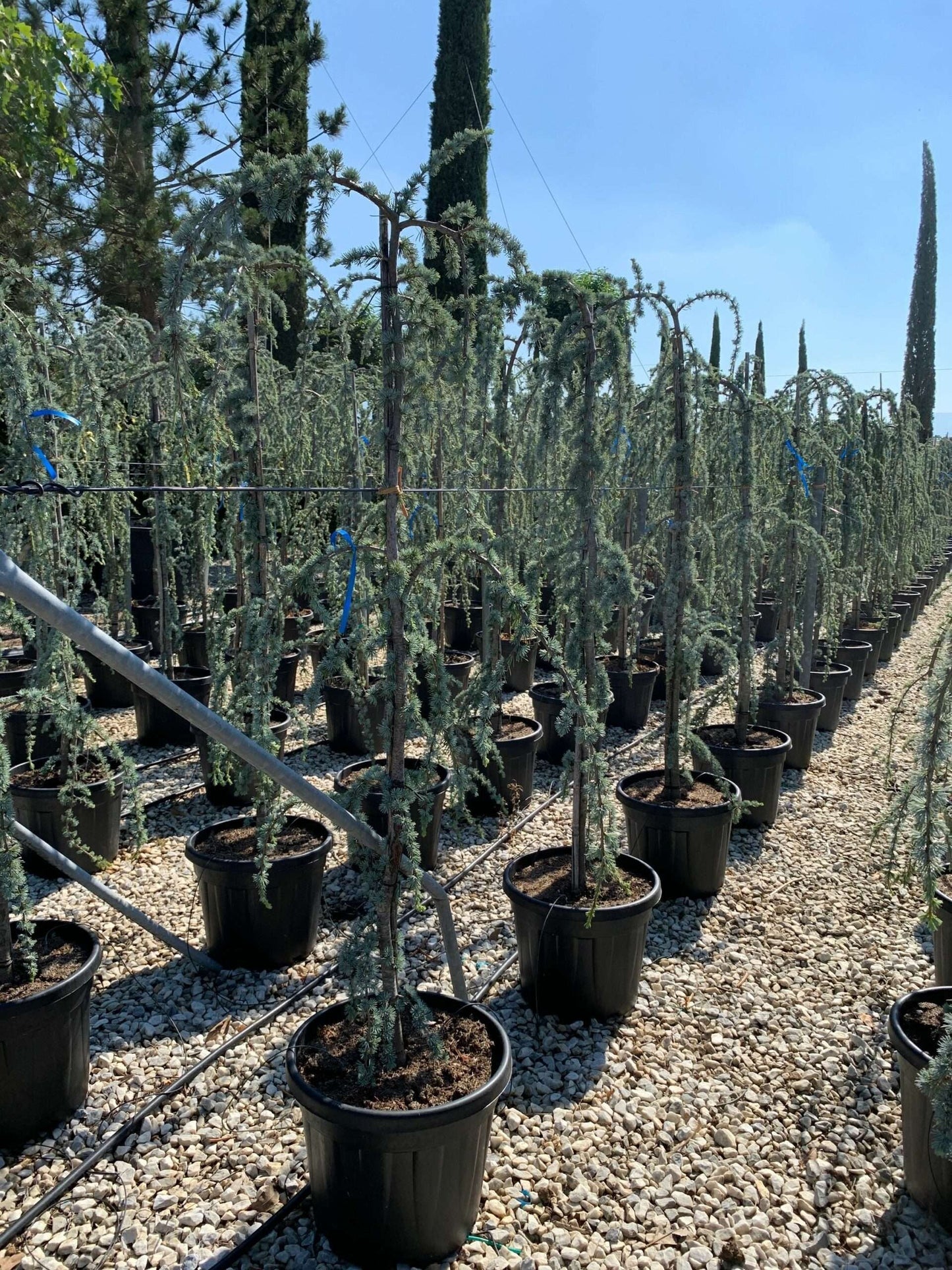 CEDRUS atlantica 'Glauca'