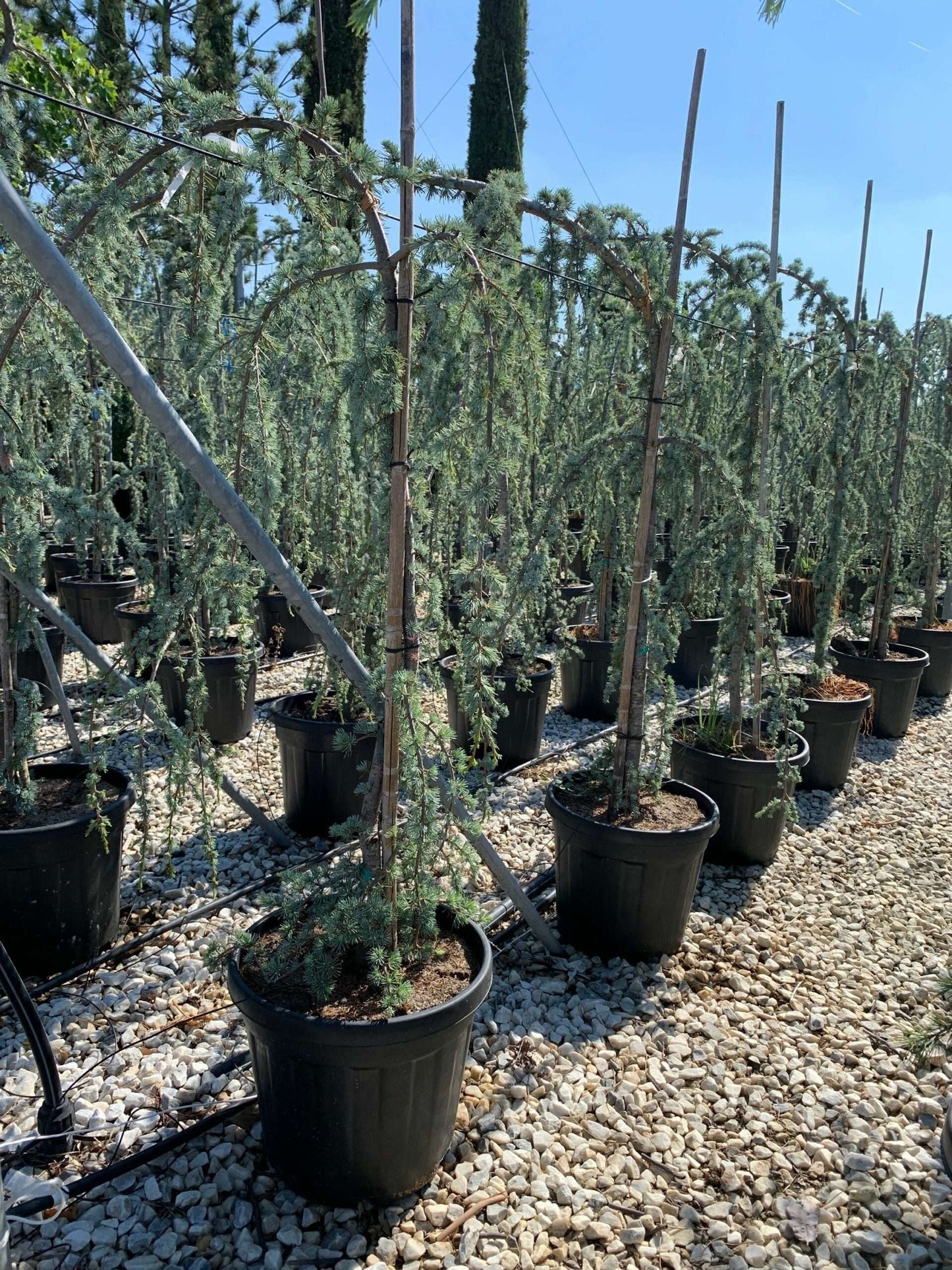 CEDRUS atlantica 'Glauca'