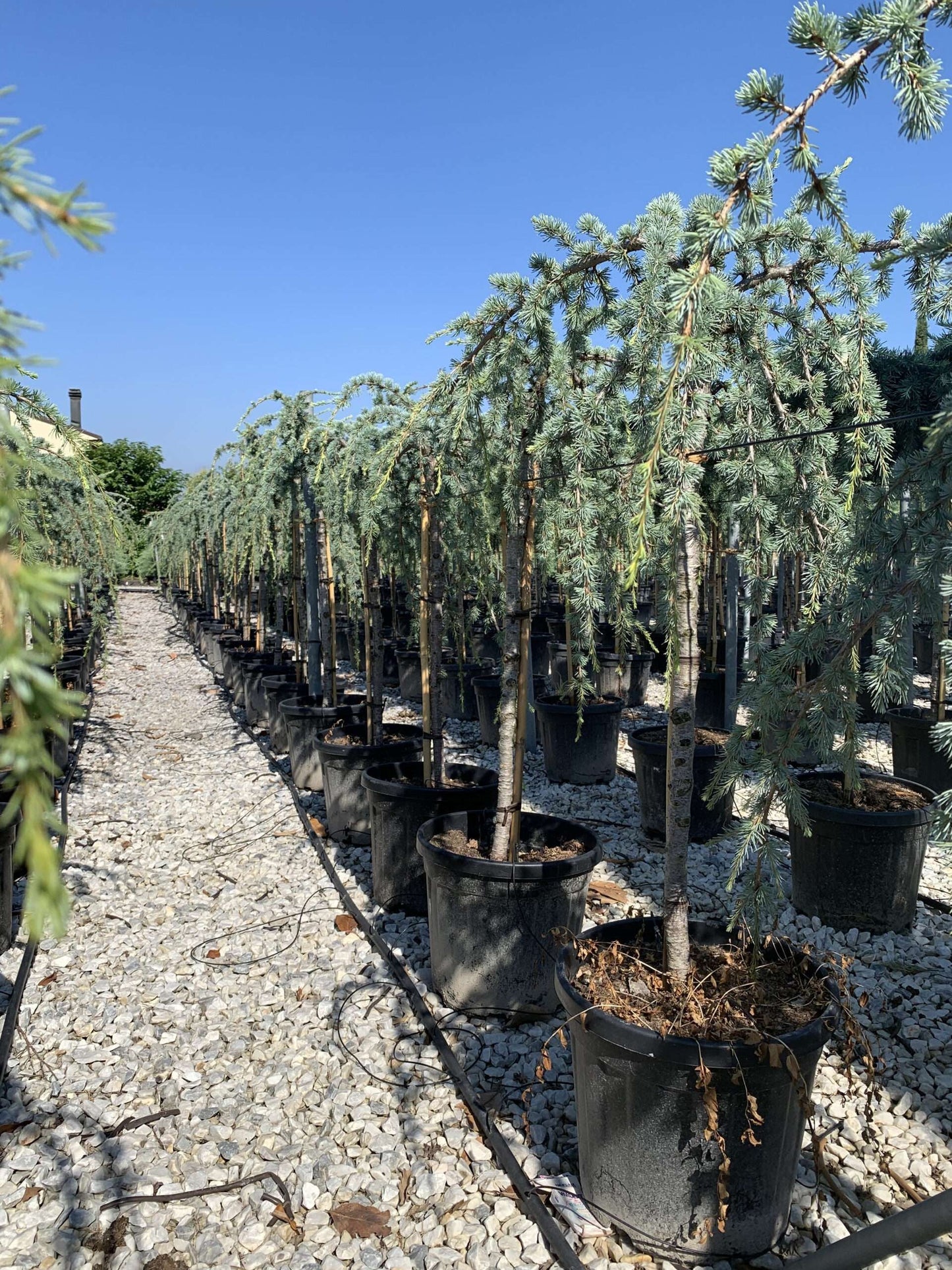 CEDRUS atlantica 'Glauca'