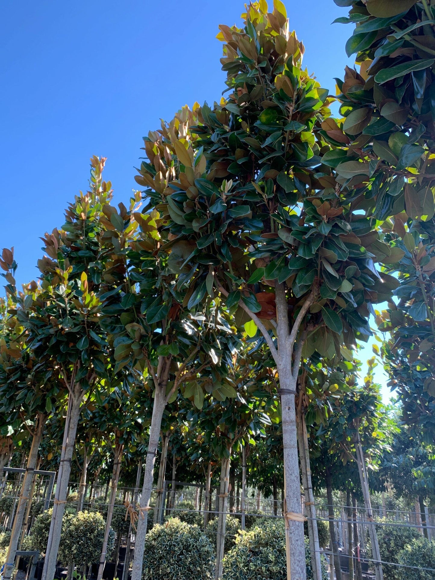 MAGNOLIA grandiflora 'Galissoniensis Praecox'