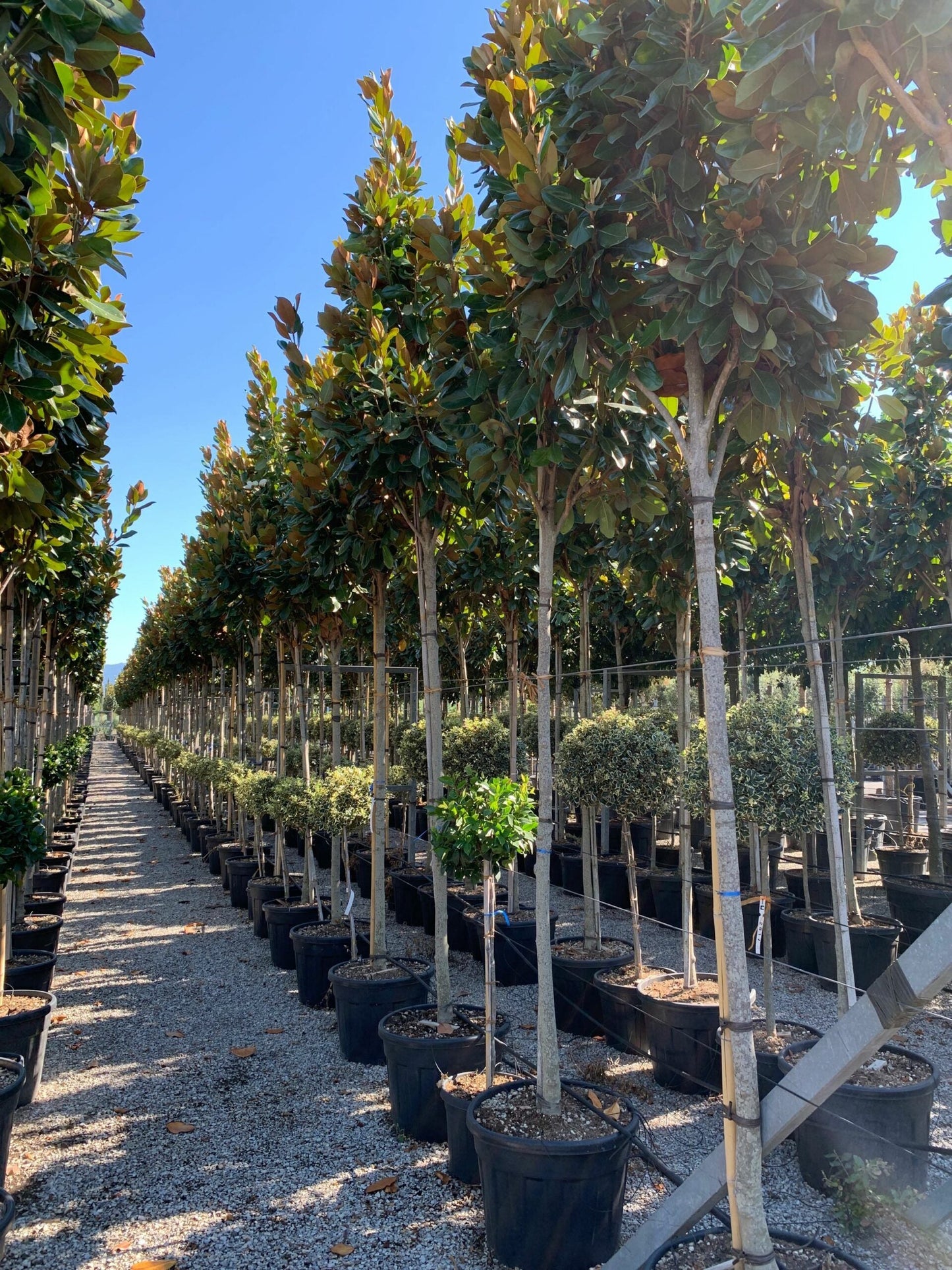 MAGNOLIA grandiflora 'Galissoniensis Praecox'