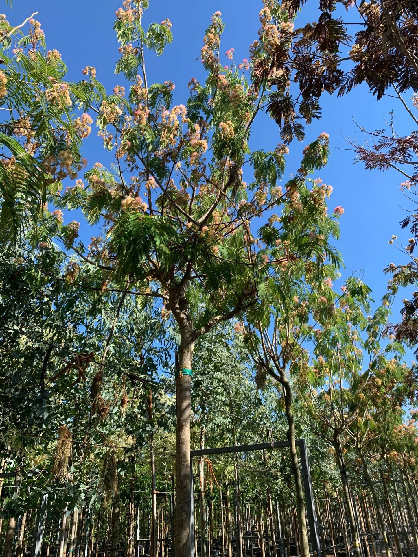 ALBIZIA julibrissin 'Shidare'