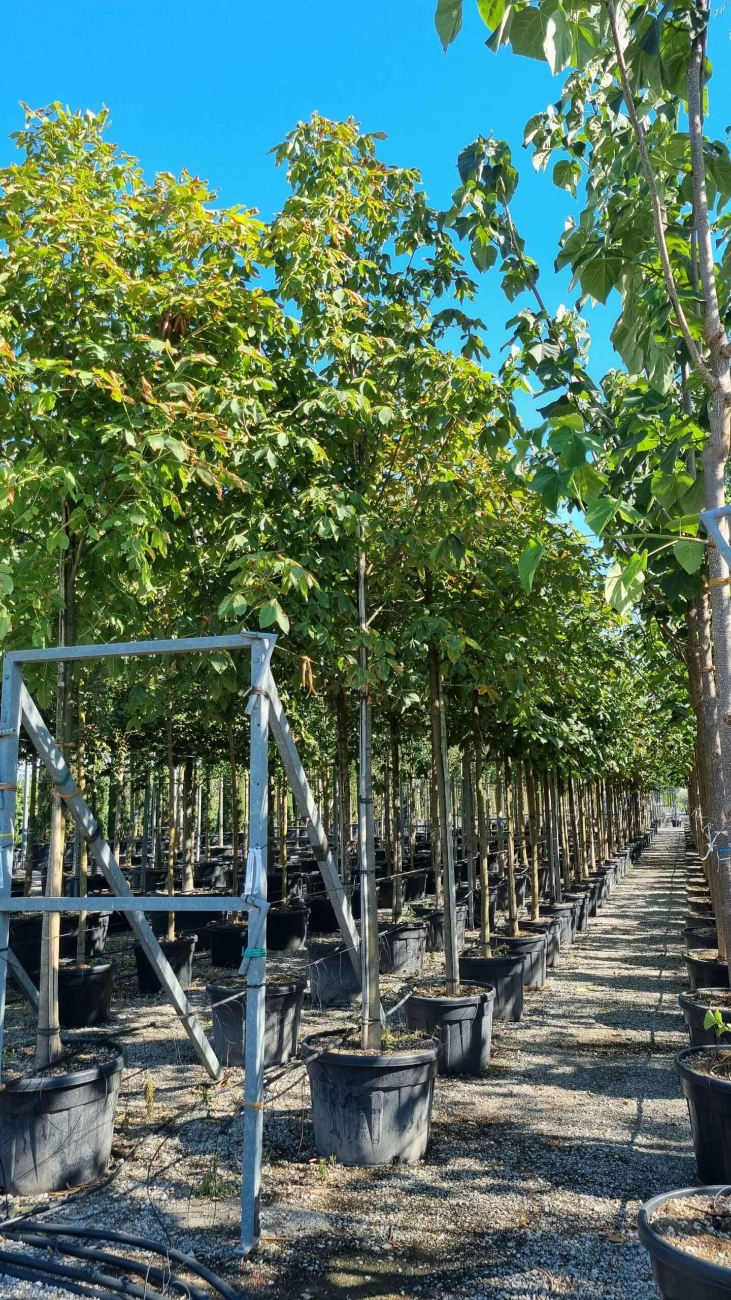 AESCULUS hippocastanum 'Pyramidalis'