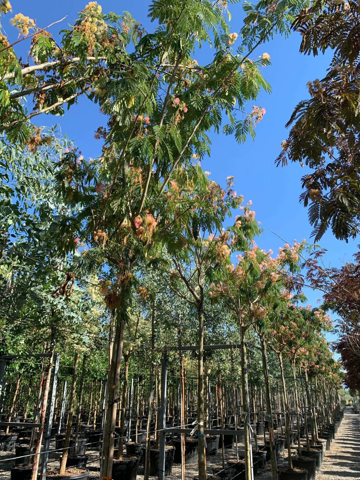 ALBIZIA julibrissin 'Shidare'