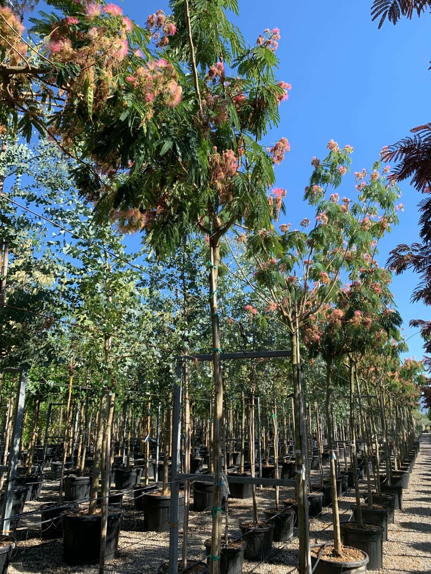 ALBIZIA julibrissin 'Shidare'