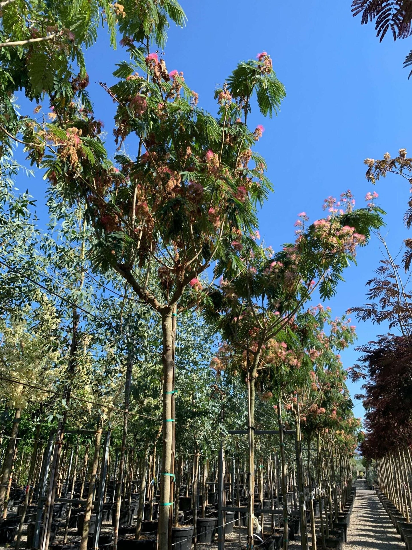 ALBIZIA julibrissin 'Shidare'