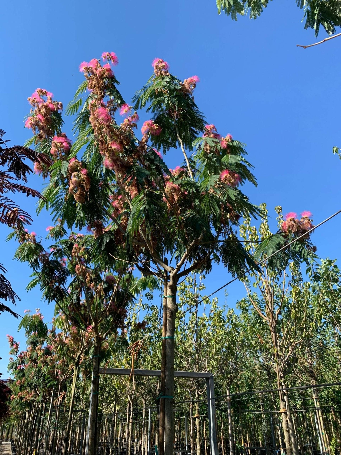 ALBIZIA julibrissin 'Shidare'