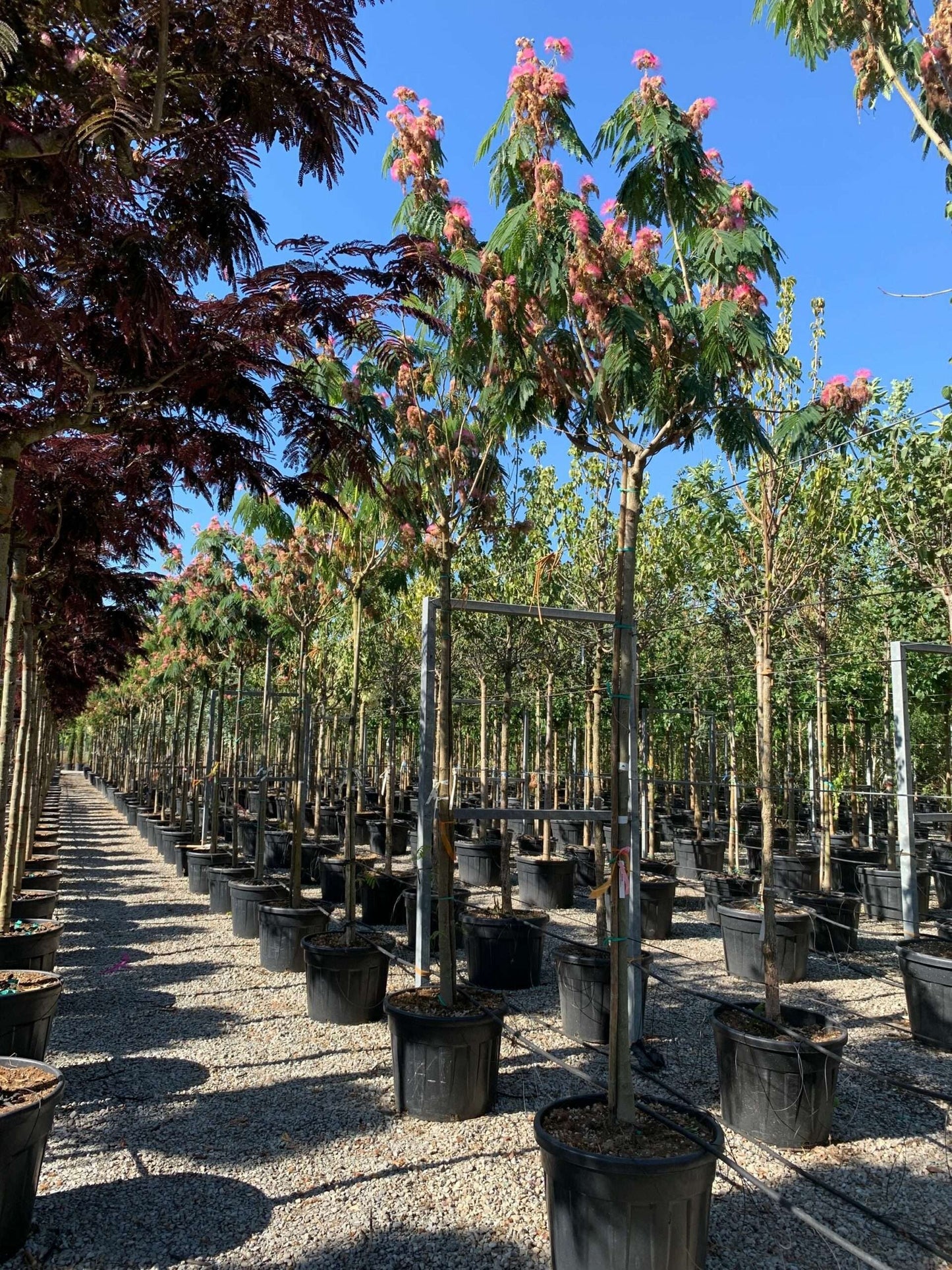 ALBIZIA julibrissin 'Shidare'