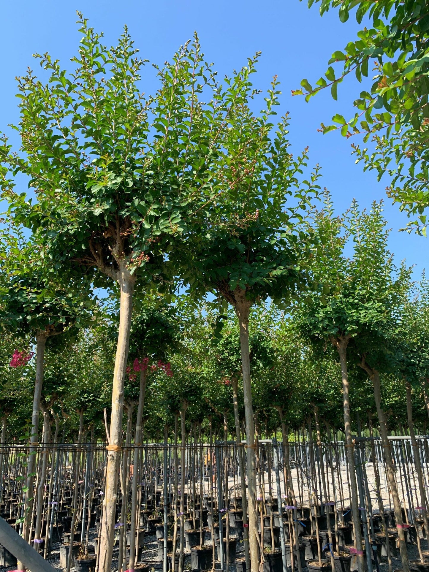 LAGERSTROEMIA indica 'Double Feature' ®