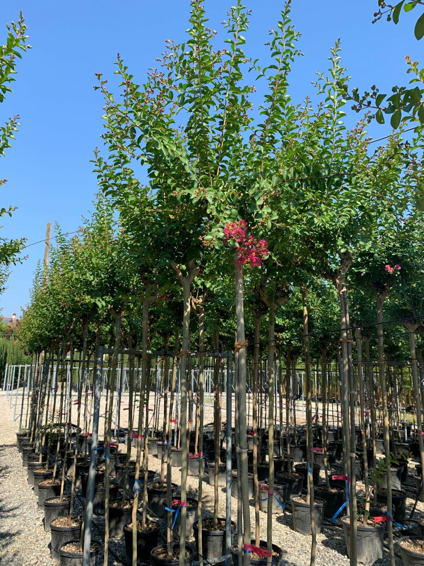 LAGERSTROEMIA indica 'Double Feature' ®
