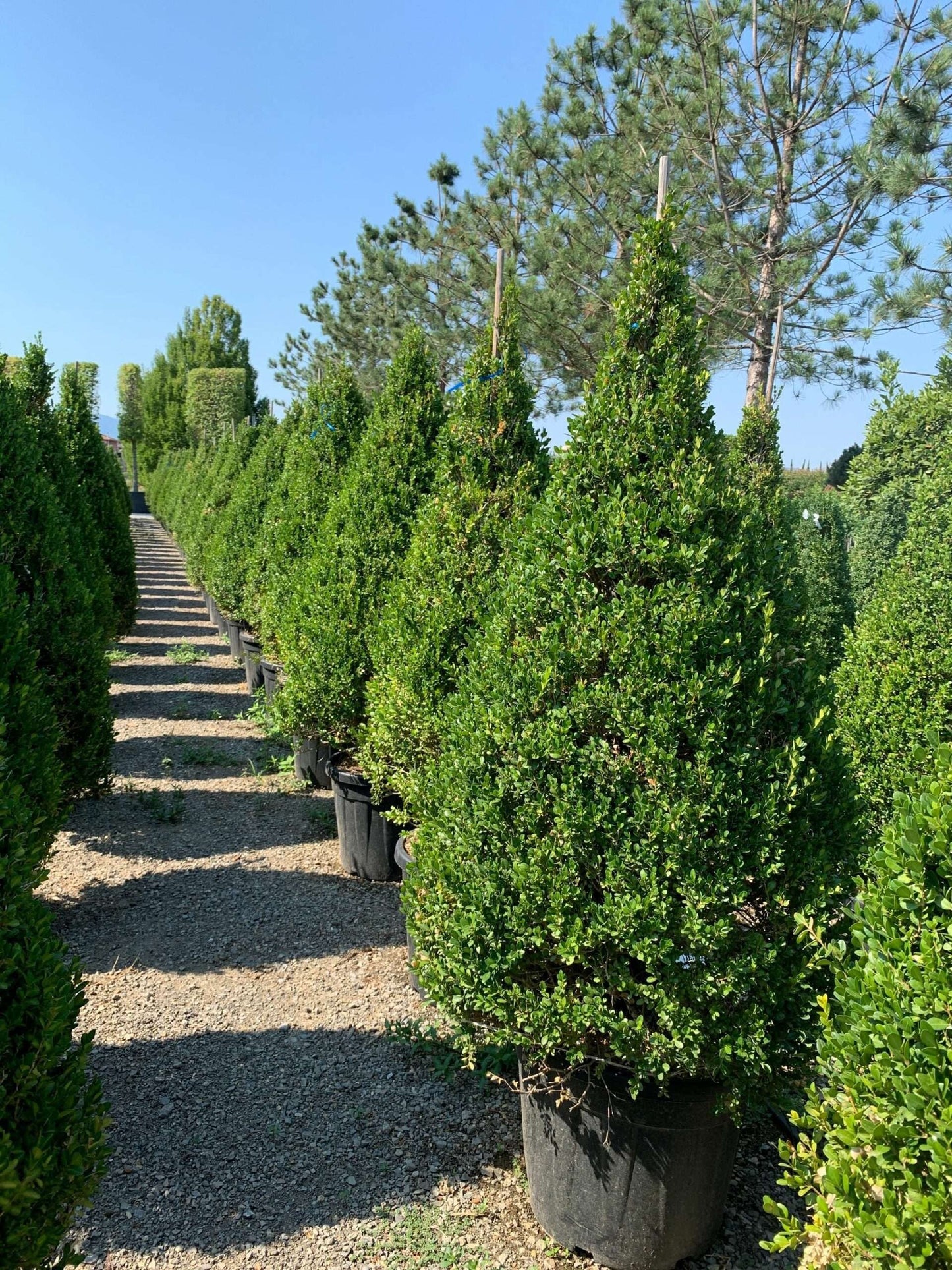 BUXUS sempervirens