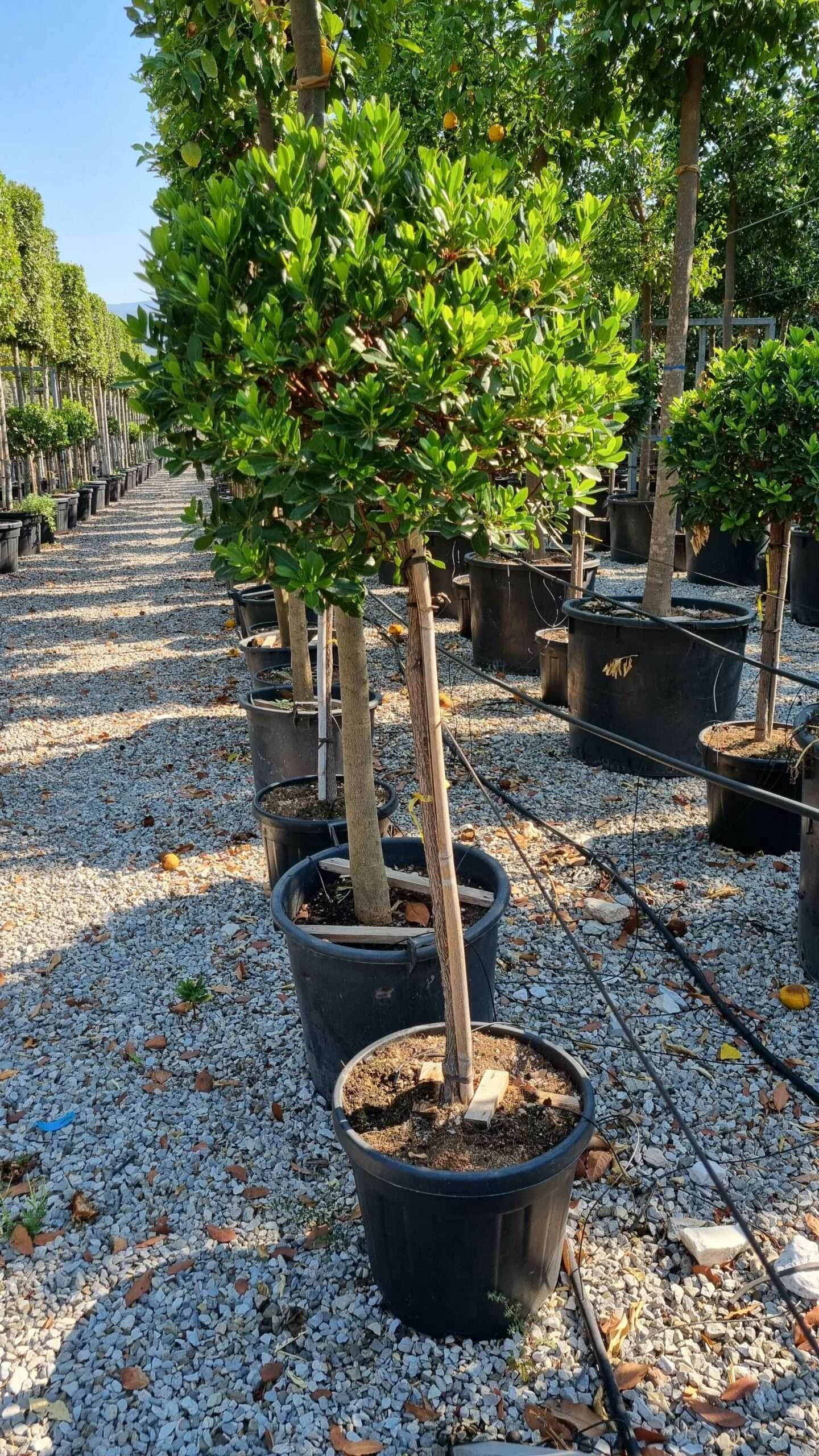 ARBUTUS unedo 'Compacta'