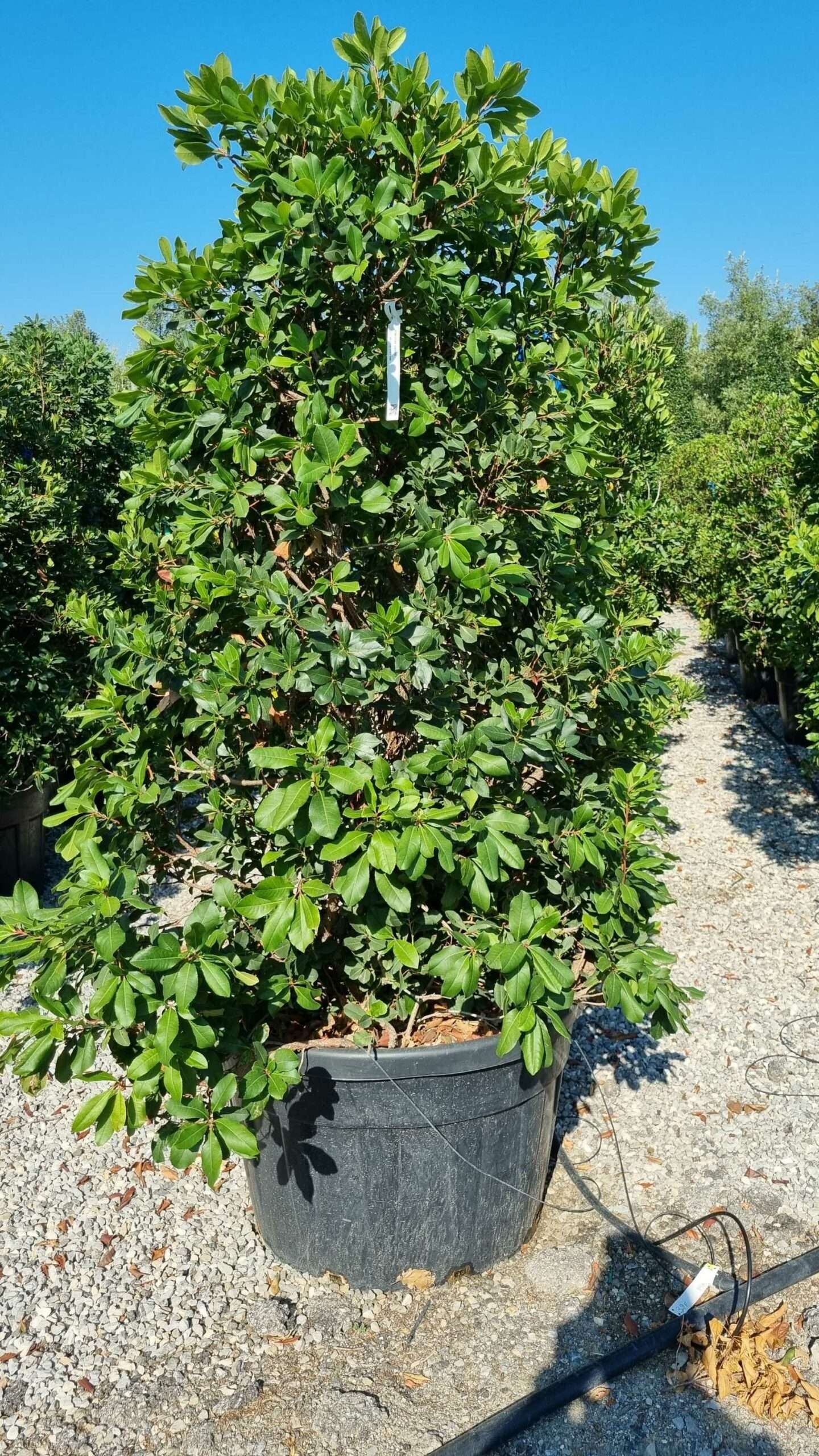 ARBUTUS unedo 'Compacta'