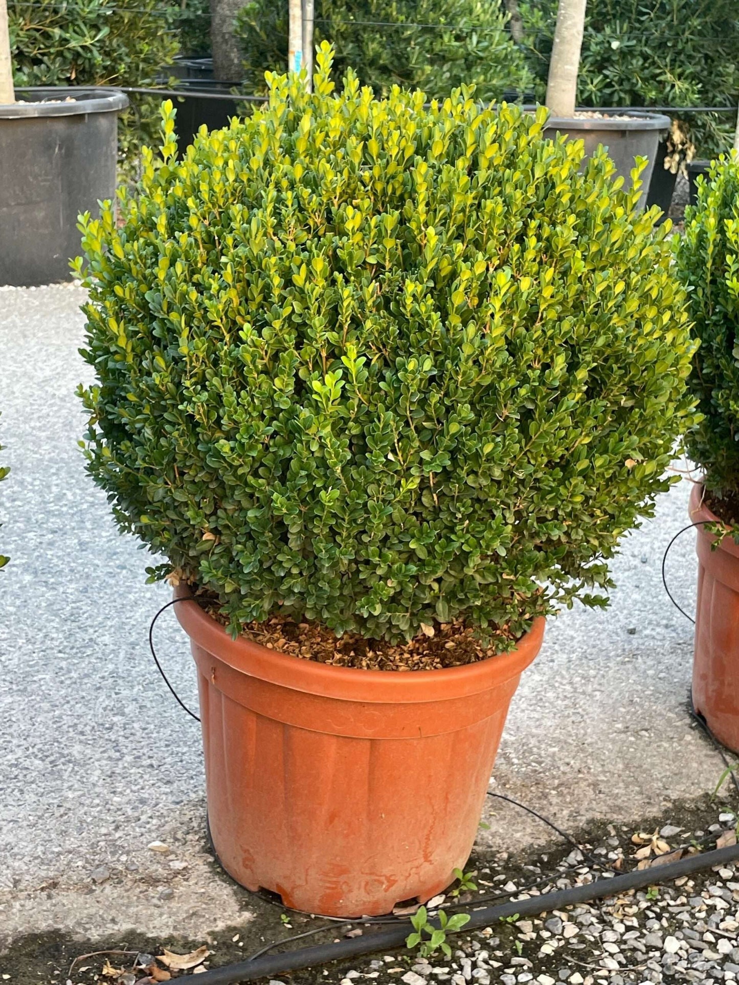 BUXUS sempervirens