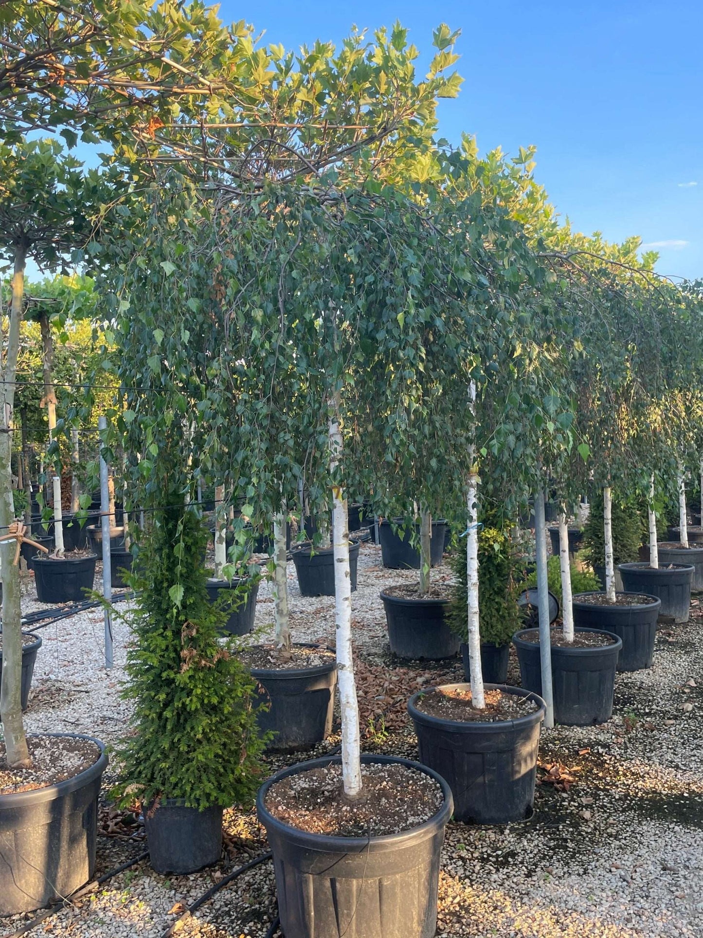 BIGNONIA 'Contessa Sara'