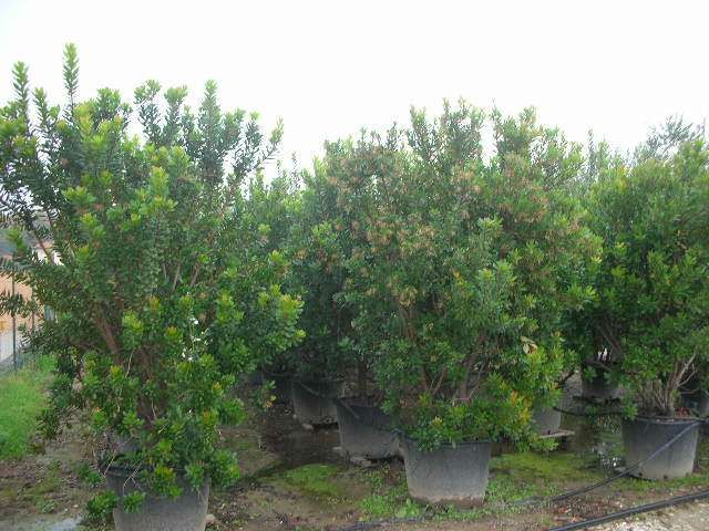 ARBUTUS unedo 'Compacta'