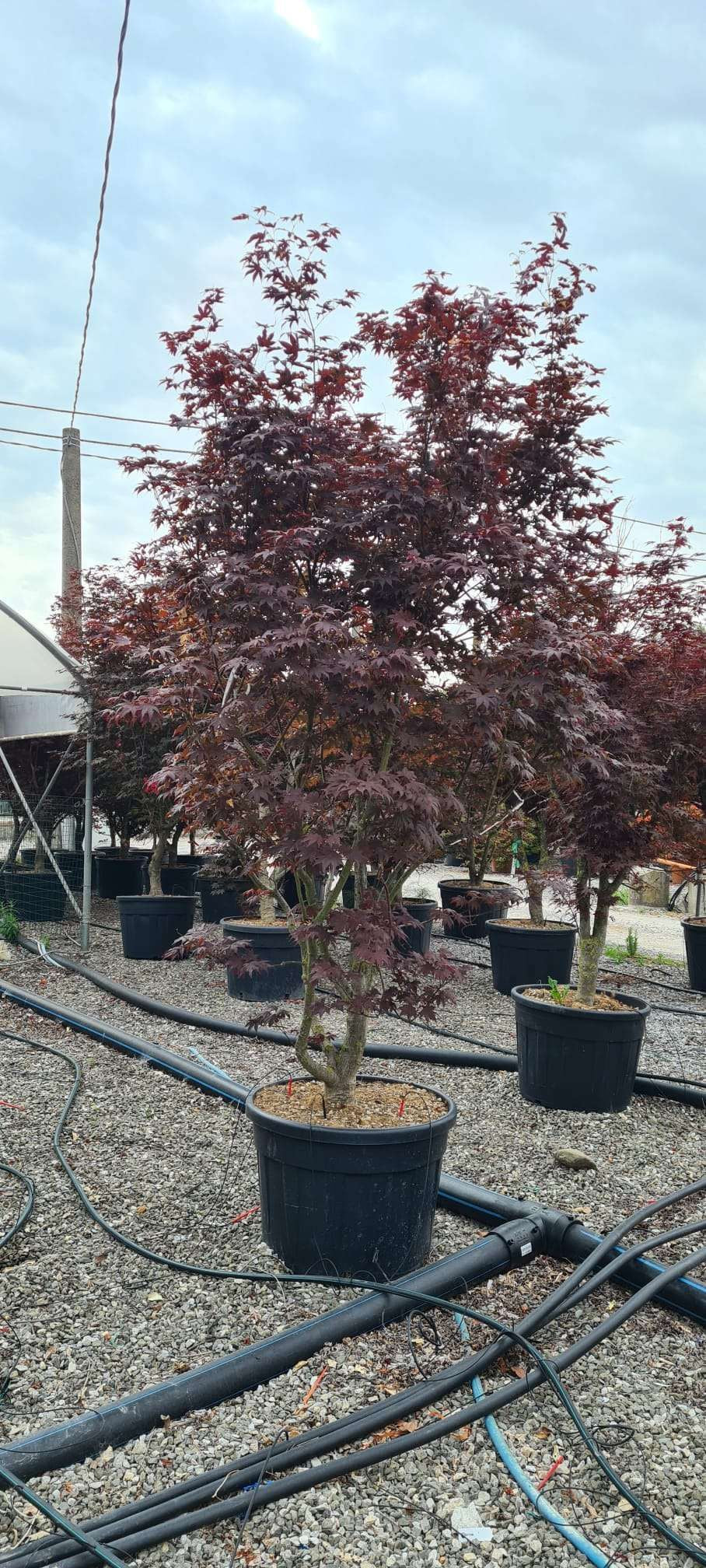 ACER palmatum 'Butterfly'