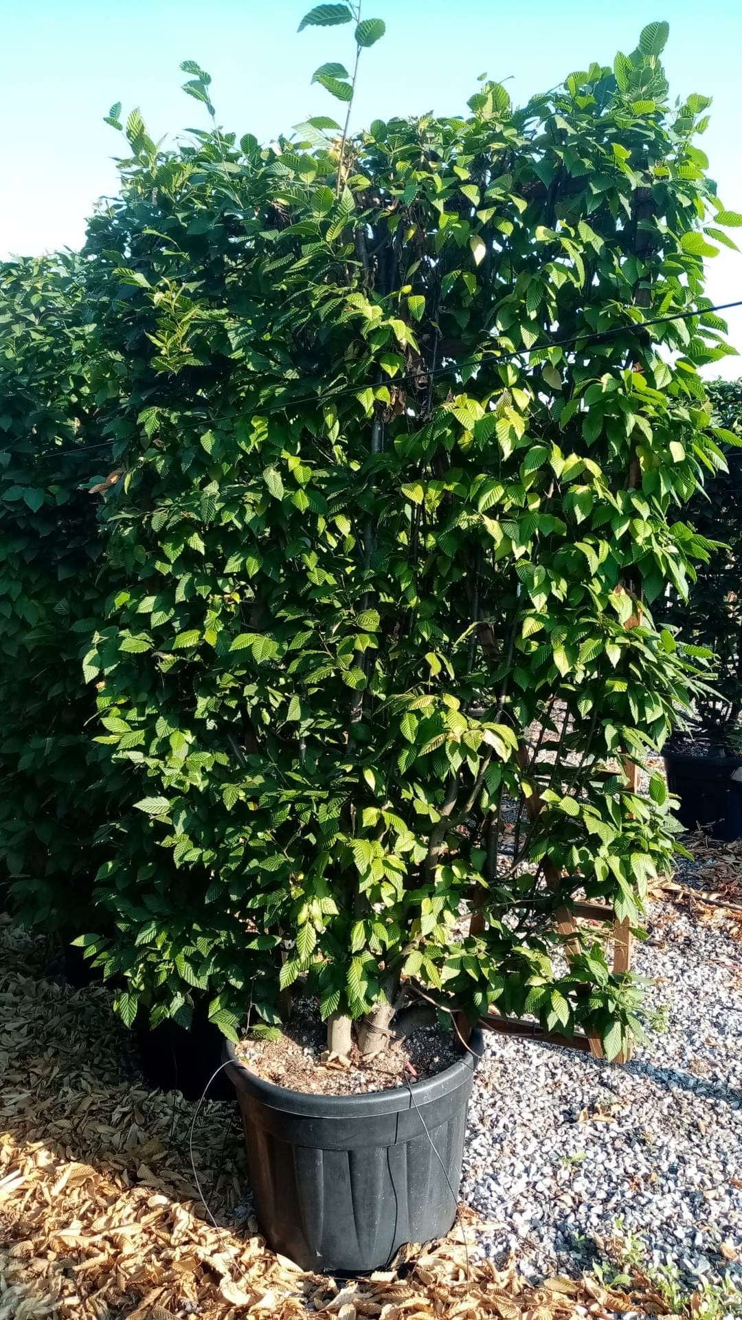 CARPINUS betulus 'Albert Beckman'