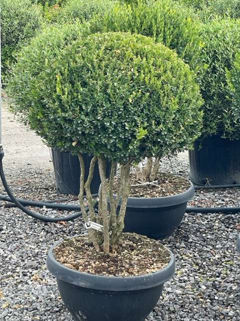 BUXUS sempervirens