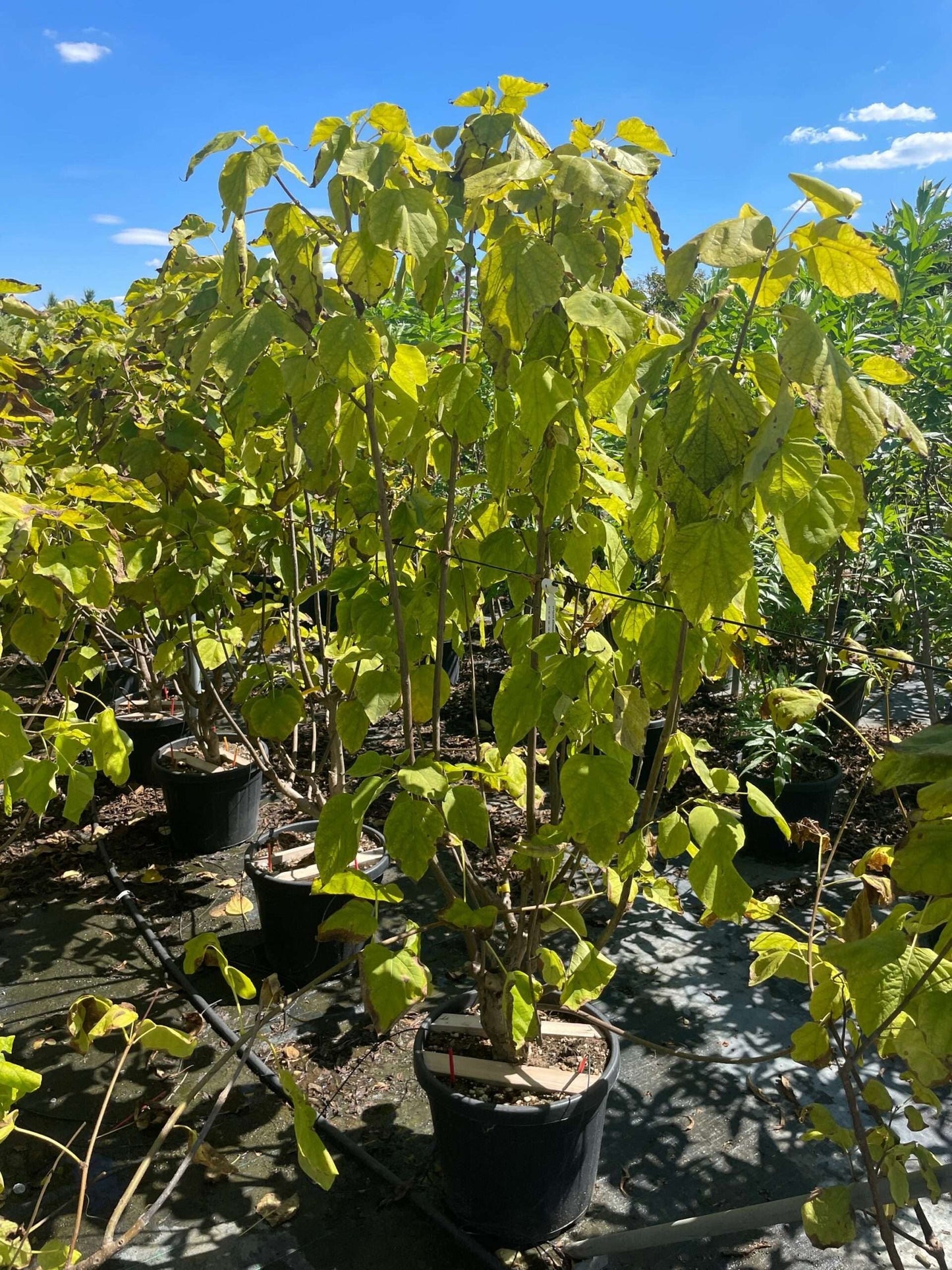 CATALPA bungei