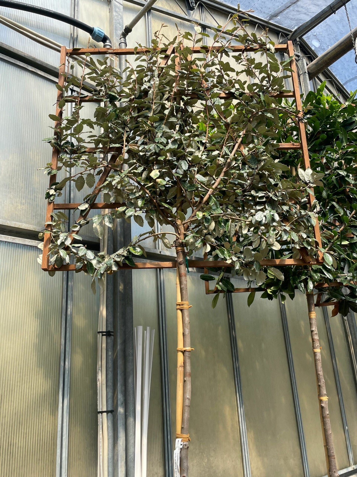 ELAEAGNUS x ebbingei 'Compacta'