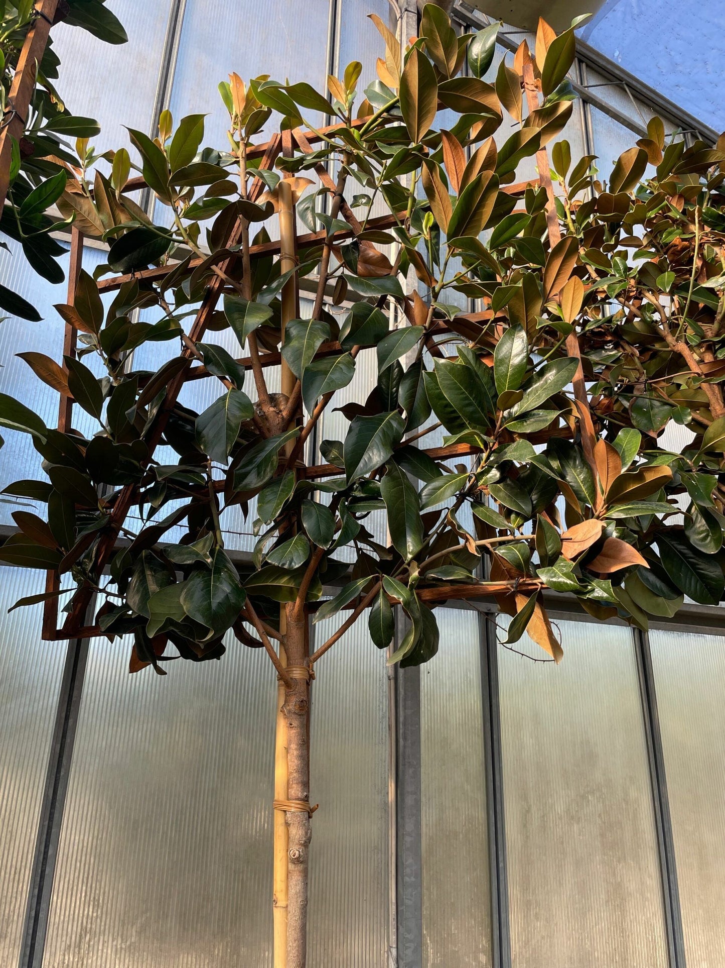 MAGNOLIA grandiflora 'Little Gem'