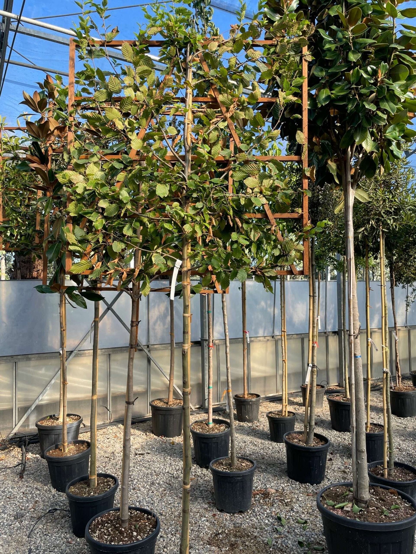 CARPINUS betulus 'Albert Beckman'