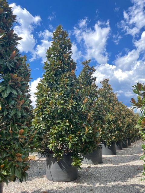 MAGNOLIA grandiflora 'Little Gem'