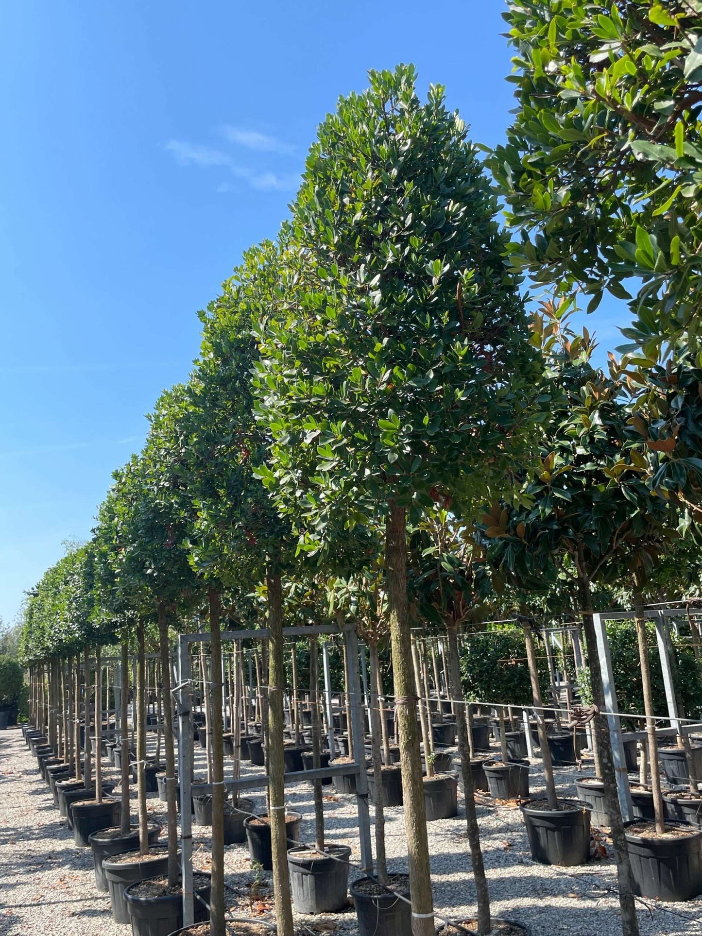 ARBUTUS unedo 'Compacta'