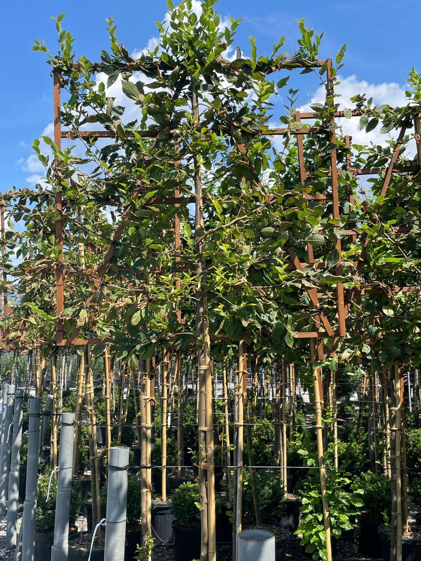 CARPINUS betulus 'Albert Beckman'
