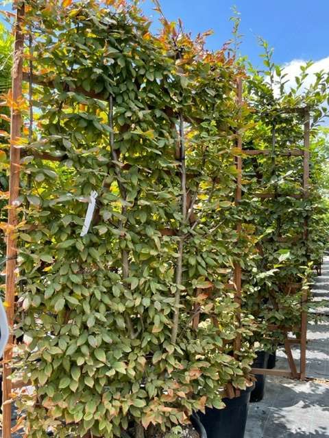 CARPINUS betulus 'Albert Beckman'