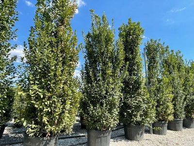 LAURUS nobilis 'Little Ragu'