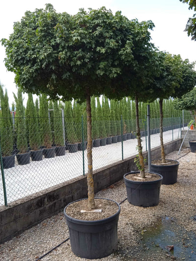 ACER campestre 'Huibers elegant'