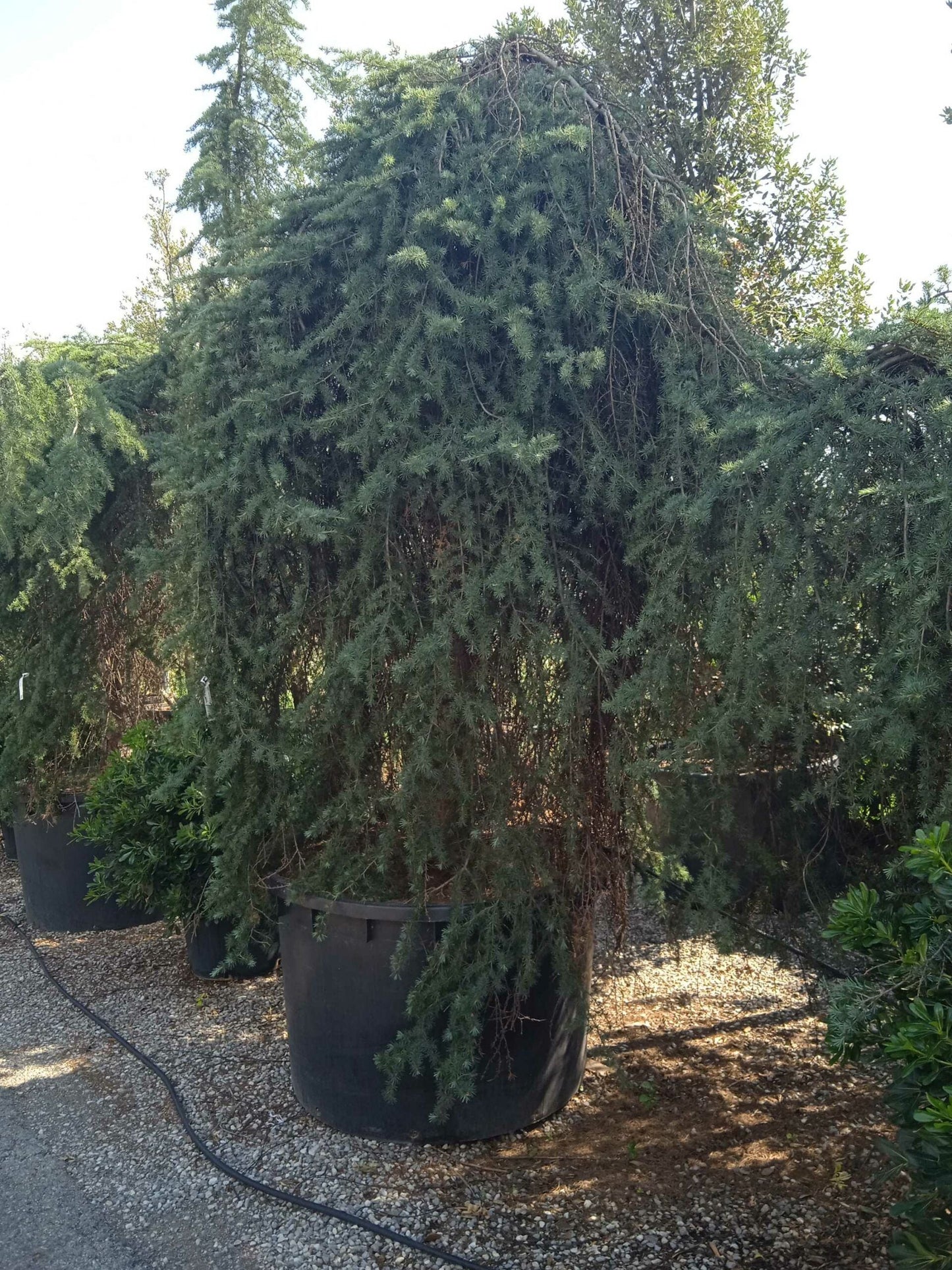 CEDRUS deodara 'Robusta Glauca'