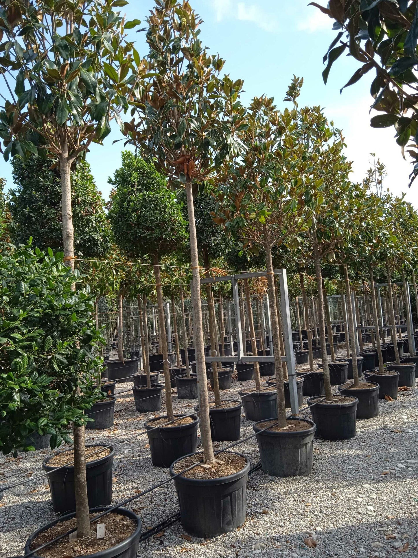 MAGNOLIA grandiflora 'Little Gem'