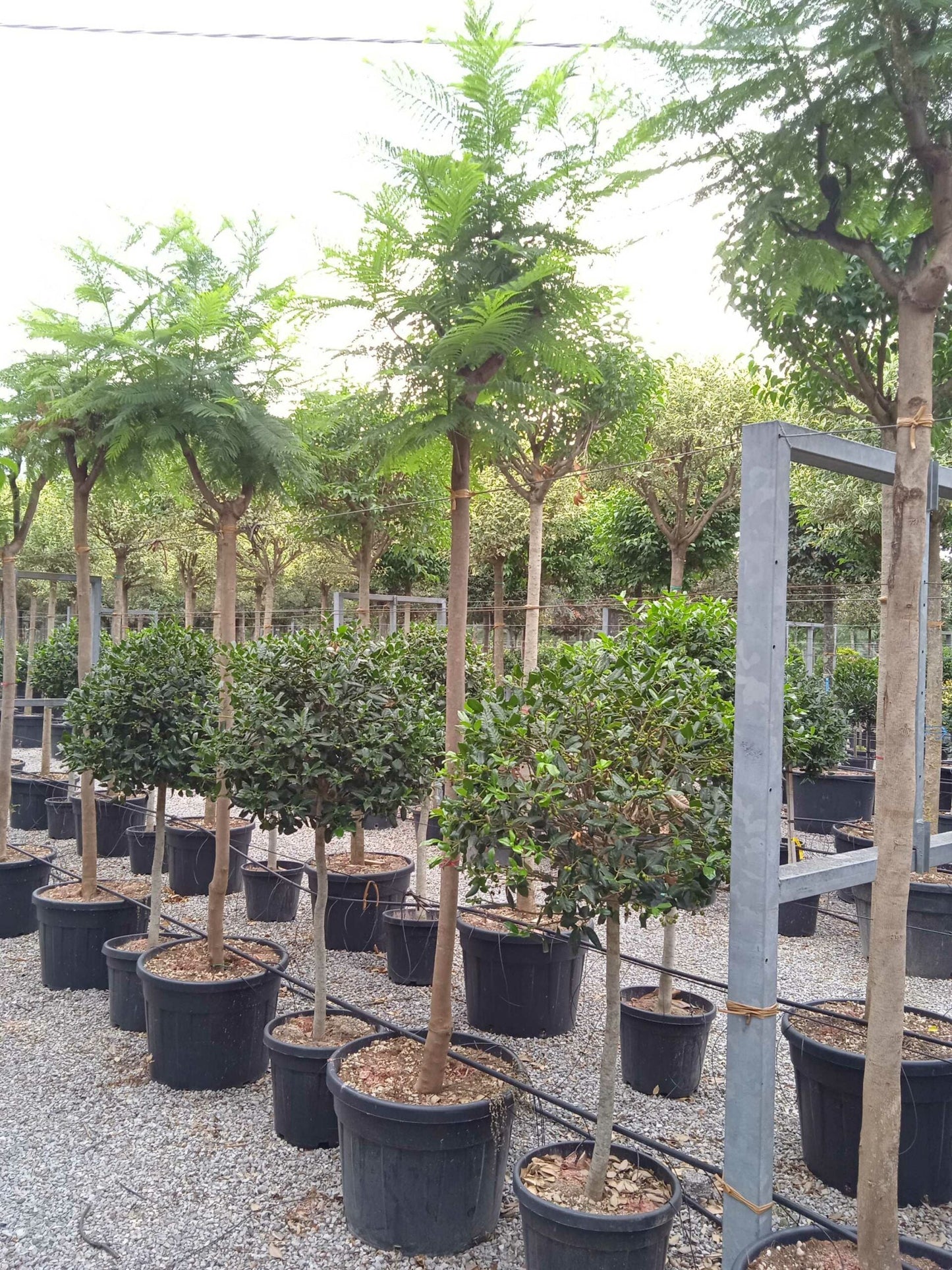 JASMINUM azoricum